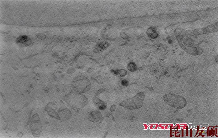 桦甸蔡司双束电镜